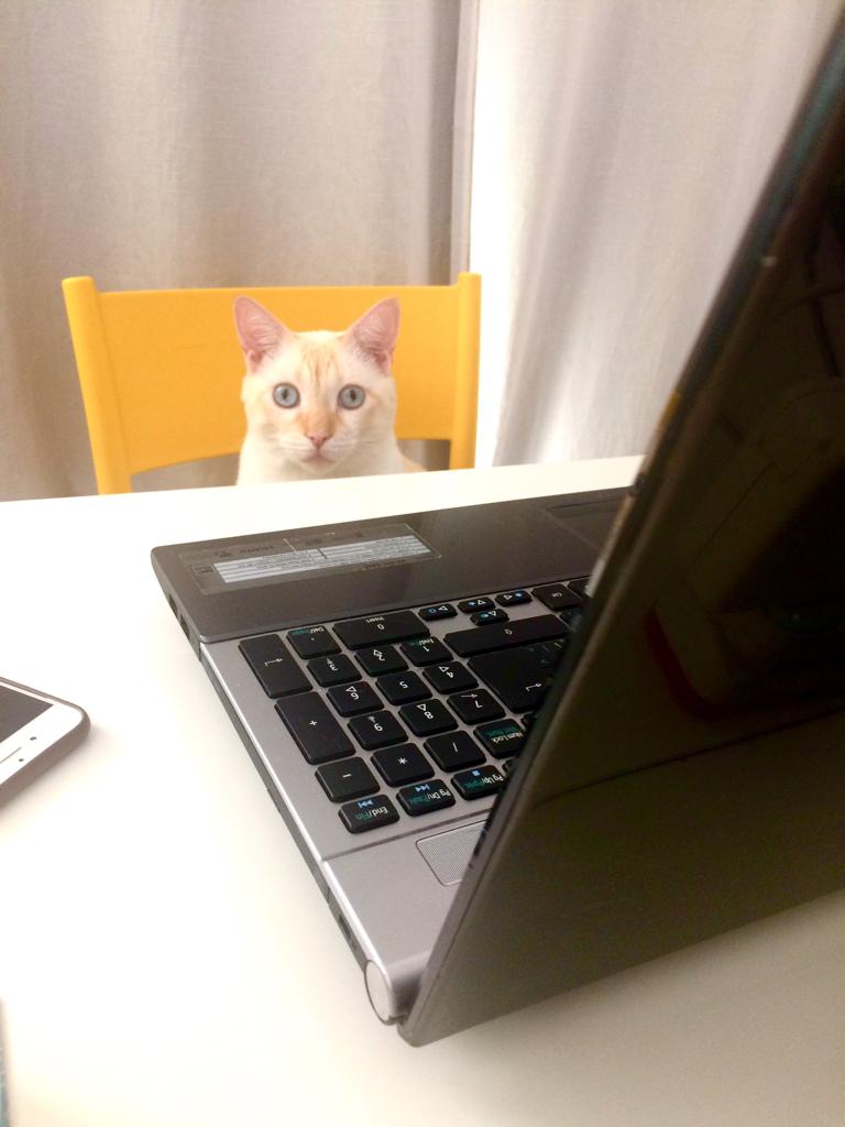 OlaConecta's tweet photo. Pegamos o novo estagiário no flagra, curtindo as redes da Olá! 

#pausaparapose #estagigato #gato #bhishma #biriróide #Bhishmocoquinha #gatos #comunicação #marketing https://t.co/cqNy2qDEwL
