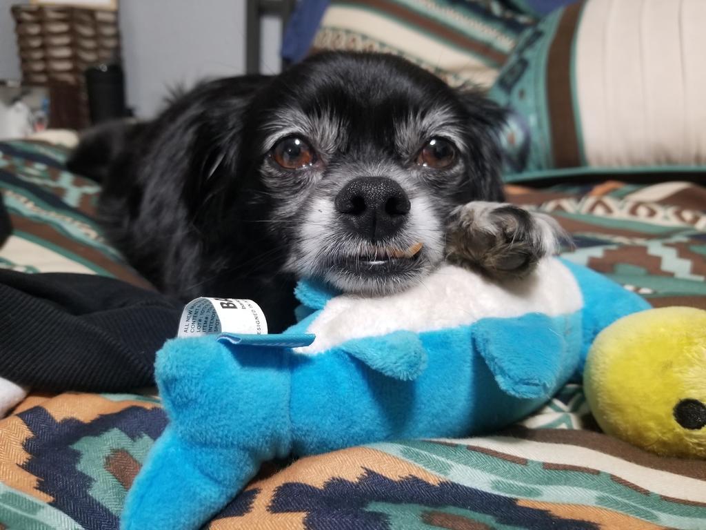 PeanutPaws1's tweet photo. That snaggle though. #dogs #cute #aww #puppies #doglovers #puppy #dog https://t.co/exhOeGsqHY