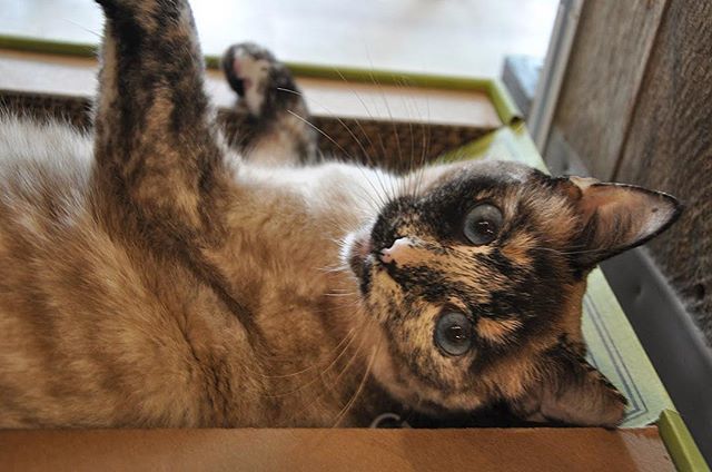 CatmosphereLB's tweet photo. Aretha is getting cuter and cuter. This sassy girl only knows Catmosphere Laguna as her home, she’s been with us since August 😻 She would get along great with other pets and has been a great care taker for the younger cats and has bffs fur sure 🐾 Let… https://t.co/2ZcJbjghWI https://t.co/sXf8EospBq