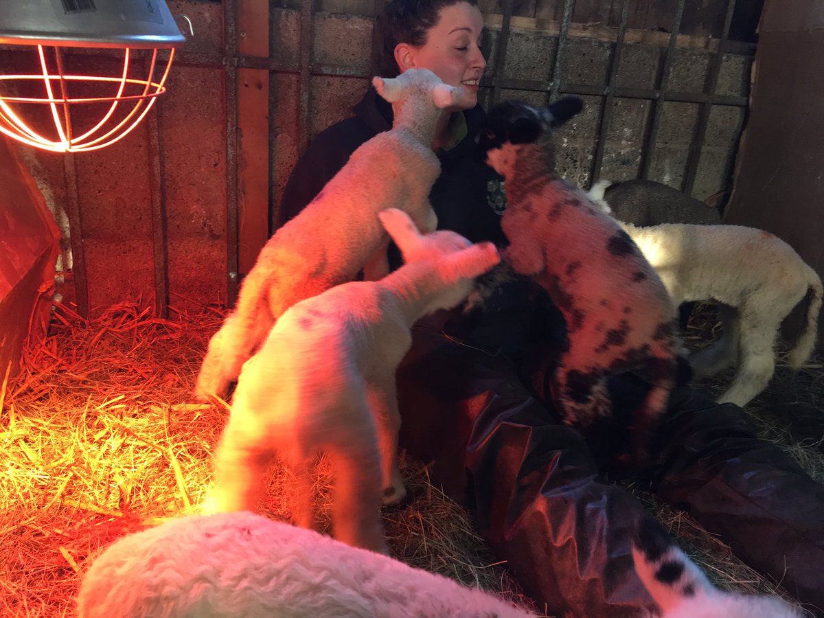 Pet lamb kisses here at Rock House Farm.