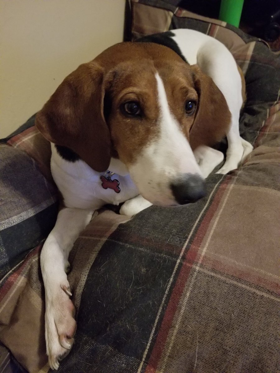 JudysCustmGlass's tweet photo. Two sad puppies. #missingtheirdad. https://t.co/nbzbxHxIU7