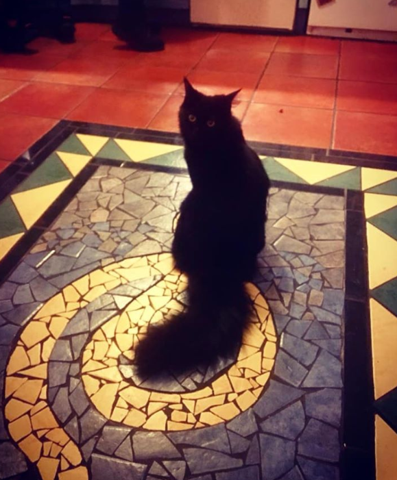 inksplott's tweet photo. Another missing pet alert π’ - has anyone seen this black beauty? This is Mashi. Big and black with a splendid tail who is MIA in #Splott #Adamsdown #catsofsplott https://t.co/ZNea8l53Vw