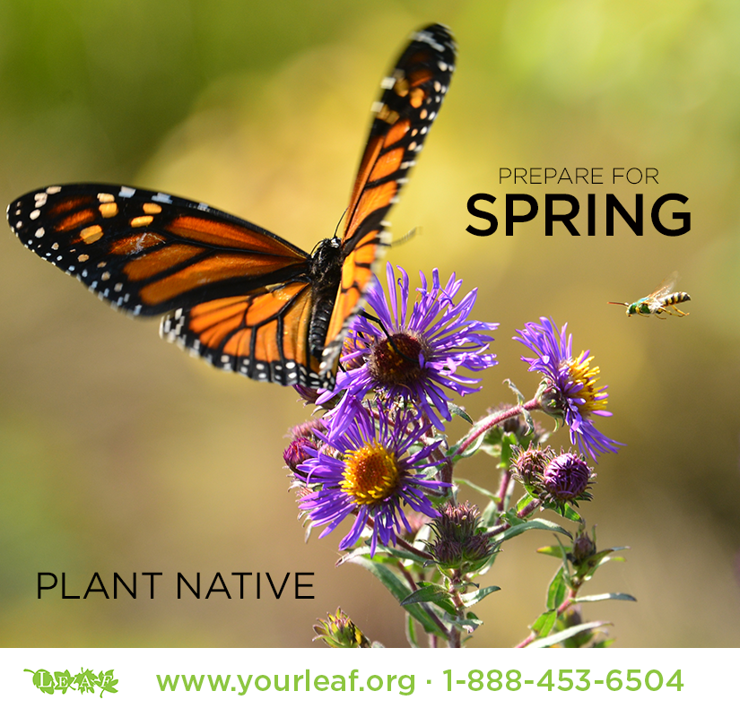 leaf's tweet photo. Prepare for spring’s arrival by ordering your Native Shrub Bundles &amp; Garden Kits! They'll add beauty to your yard AND provide a perfect pollinator paradise. #monarch #butterfly #pollinators

Order: https://t.co/tzbscSyfex
Learn about #BackyardBiodiversity: https://t.co/bPuQJzF2hr https://t.co/LKViIevN20