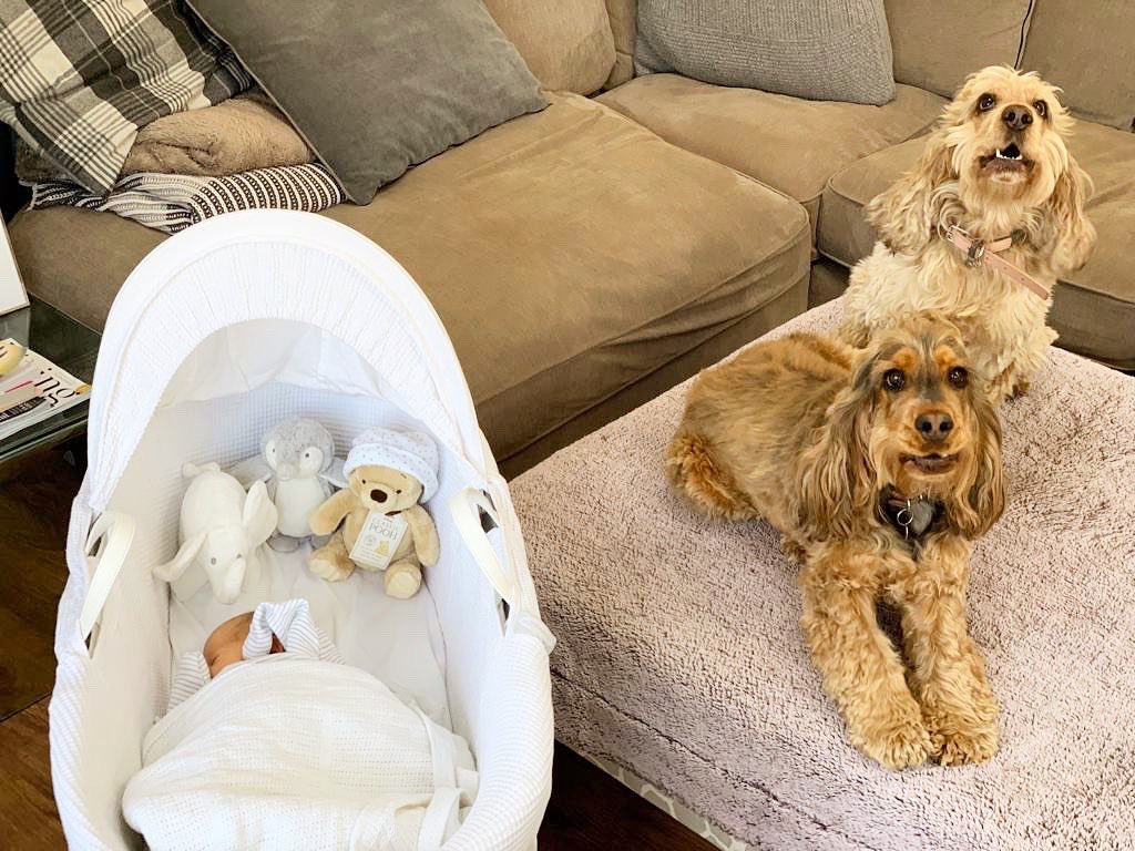 So excited for you all to meet the newest member of The Priory team, the gorgeous Felix Henry Scarr 💙

#welcometotheworldlittleone

#newestmemberoftheteam #thesmallestmemberoftheteam #teamblue #babyboy #prioryteam #priorycottages #itsaboy #newbaby #love #obsessed #baby #doggies