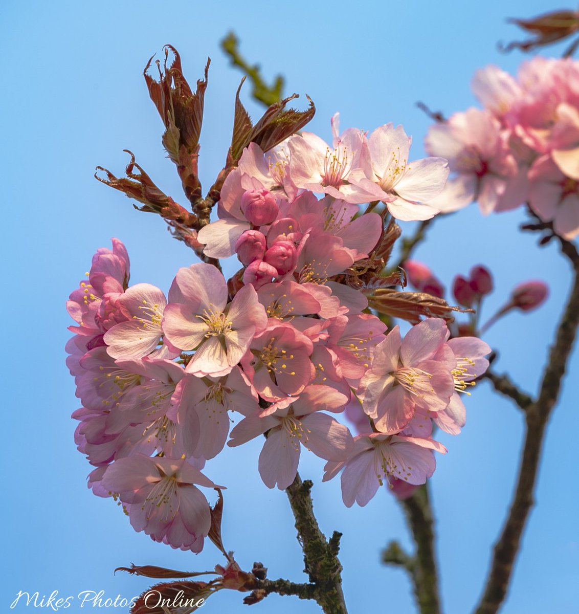 I believe this is a Prunus Serrulata, one of the flowering cherry family. It makes for a great spring spectacle in our garden. <a href="/KentGardens/">Kent Gardens</a> <a href="/BBCSpringwatch/">BBC Springwatch</a> <a href="/bbcsoutheast/">BBC South East</a> <a href="/WildlifeMag/">BBC Wildlife</a> <a href="/bbcweather/">BBC Weather</a> <a href="/BBCEarth/">BBC Earth</a>