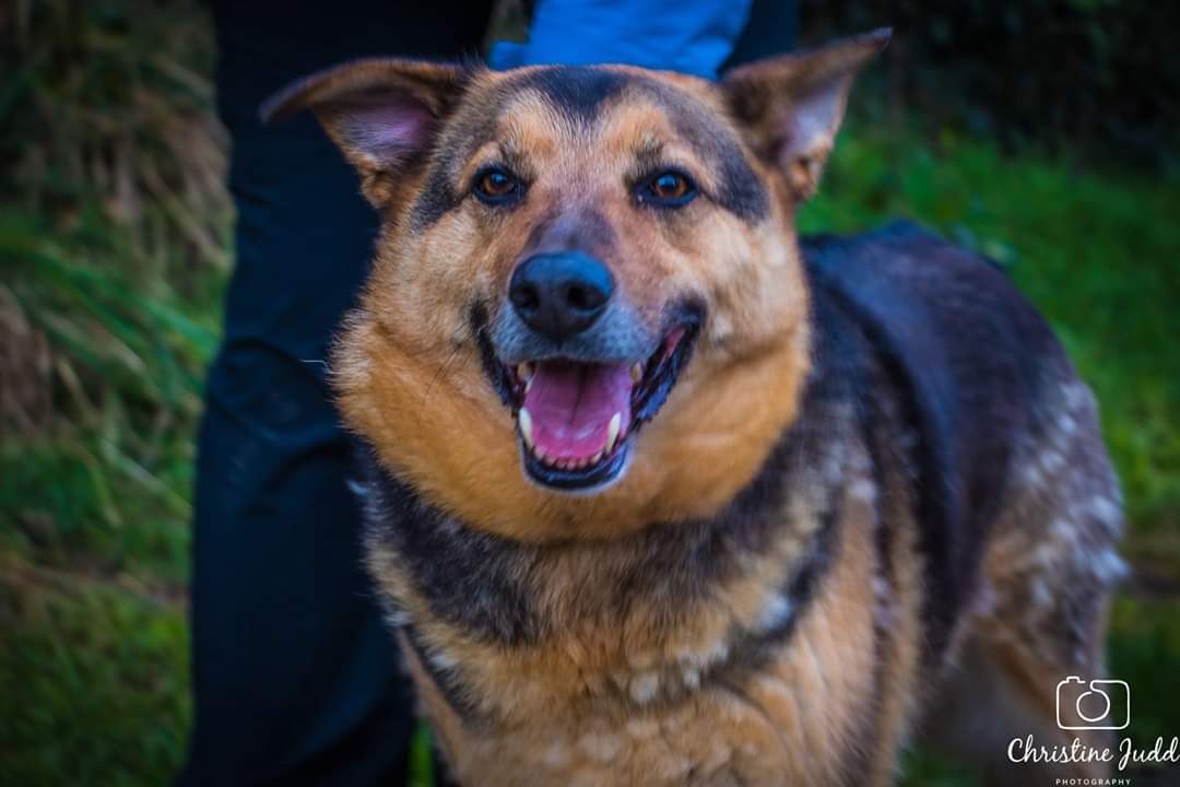 Our handsome boy Teddy is with us for most of his life. We are hoping that the special person for him is out there somewhere. We are looking for an experienced adult only home with no other animals for our boy. Please help us by retweeting 💕
#ADOPTABLE #AdoptDontShop #rescuedog