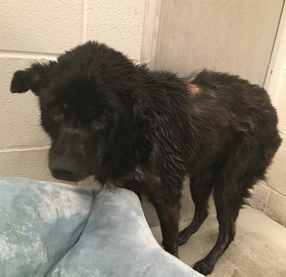 JDStGermain3's tweet photo. @FBCASTX Ms Frizzle has earned the right to a loving home to spend her golden years - let's get this senior lady to a loving family! #AdoptDontShop #SaveALife #SeniorPetsRule https://t.co/tTxAfdB5h5