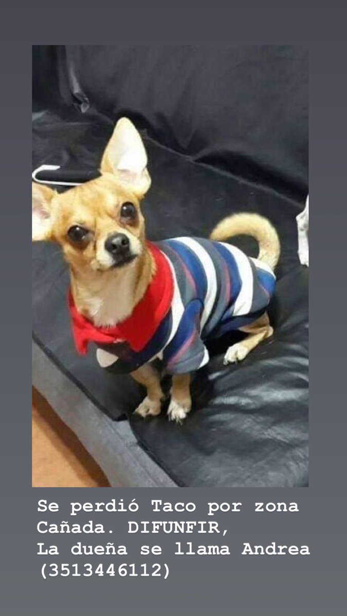 Sorteoscordobaa's tweet photo. DIFUNDIR ! SE PERDIÓ TACO - ZONA CAÑADA. Ayudar a difrunfir. La dueña lo está buscando. https://t.co/Se751lx6ZF