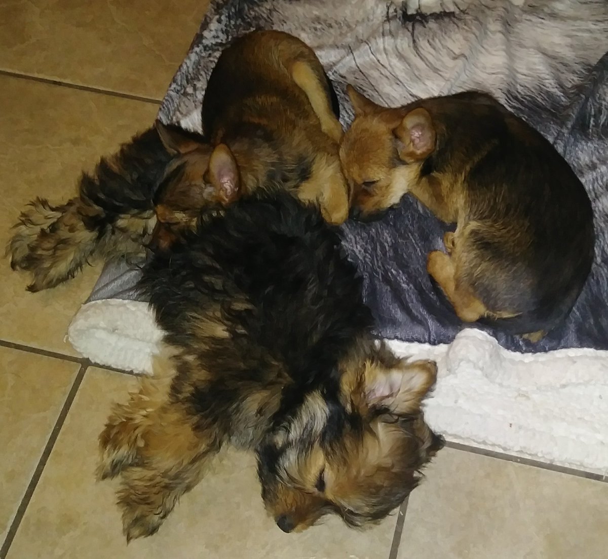 TinyBob25's tweet photo. In the first pic the littles ones will be 19 weeks on Sunday. Still loving seeing them everyday. In the second pic I am so proud of u Mama Windy and Daddy Izzy. Best pups I have taken care of. Very well behaved and potty trained from birth. Kudos Mama Windy and Daddy Izzy.. ❤ https://t.co/n3Pcb9EqWw