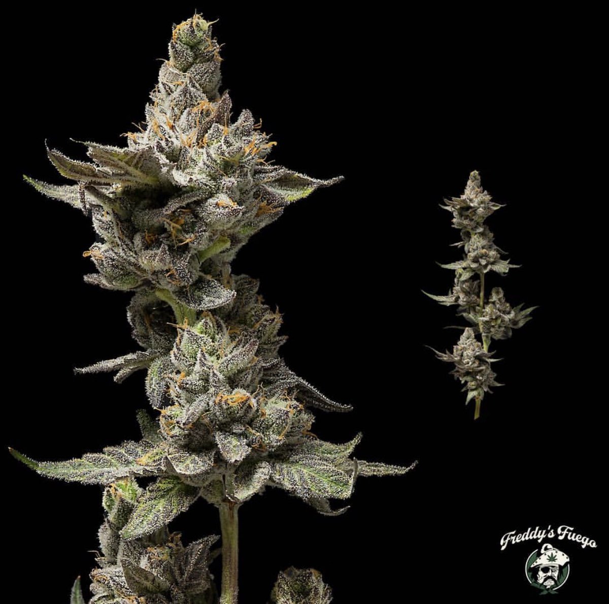 clutchcannabis's tweet image. Layer Cake a unique sweet n savory nose and a high that’ll sure be a grand slam!  #OpeningDay2019 #freddysfuego