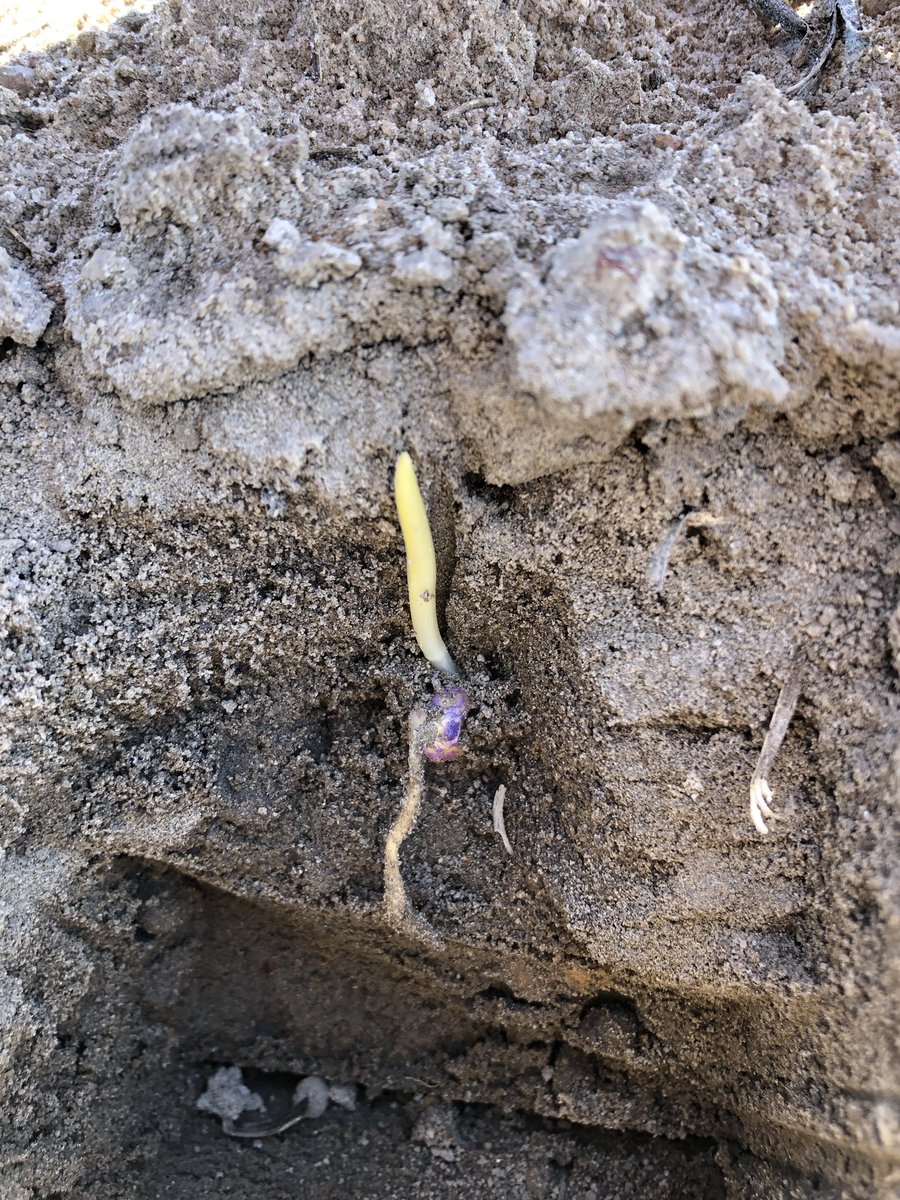 Planted 3/21 about 8 days from planting  till emergence #pioneerseeds