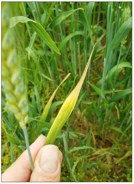 RobSoil's tweet photo. Know this wheat deficiency? Dr. Mark Reiter wins #IPNI photo award for potassium deficiency picture. @esarecsoils
See this and more in last #IPNI Better Crops issue.
https://t.co/PGD3oVB3WC
@PlantNutrition  #fertilizer #4R #potassium https://t.co/hWVd95udmE