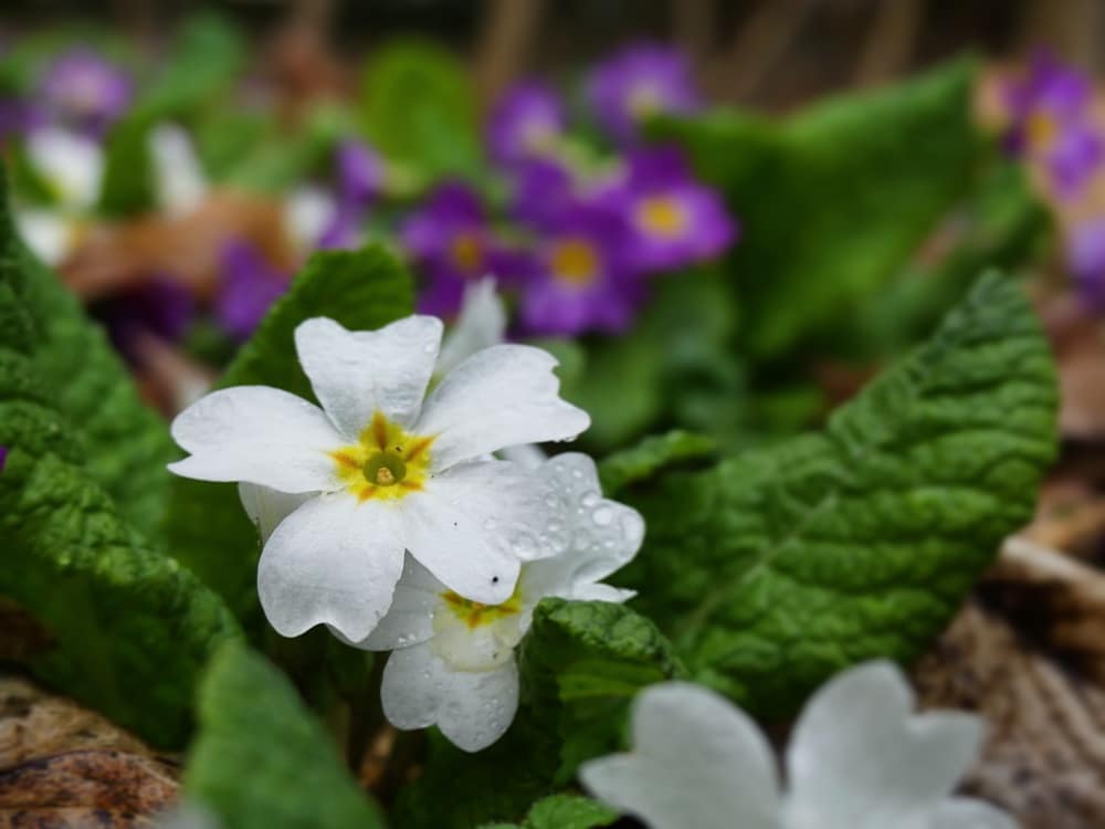 laromagne's tweet photo. Un air de printemps à la Romagne !
#Spring #Flowers https://t.co/Pvk1vpWF0U