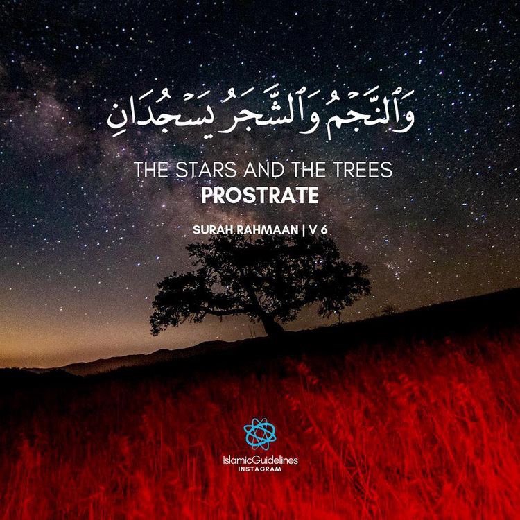 TreePens's tweet image. النجم في السماء لا نستطيع الوصول له إلا بسلطان من الله - والشجر في الأرض وإستطعنا الوصول لبعضه فإذا كانا يسجدان فهما يسجدان لله - أتسقي شجرة ماء الصرف الصحي أو تضع السماد الطبيعي والصناعي ( الذي يحوي نسبة من النجاسة ) شجرة تسجد لله وقد يثمر بعض الشجر من هذا .