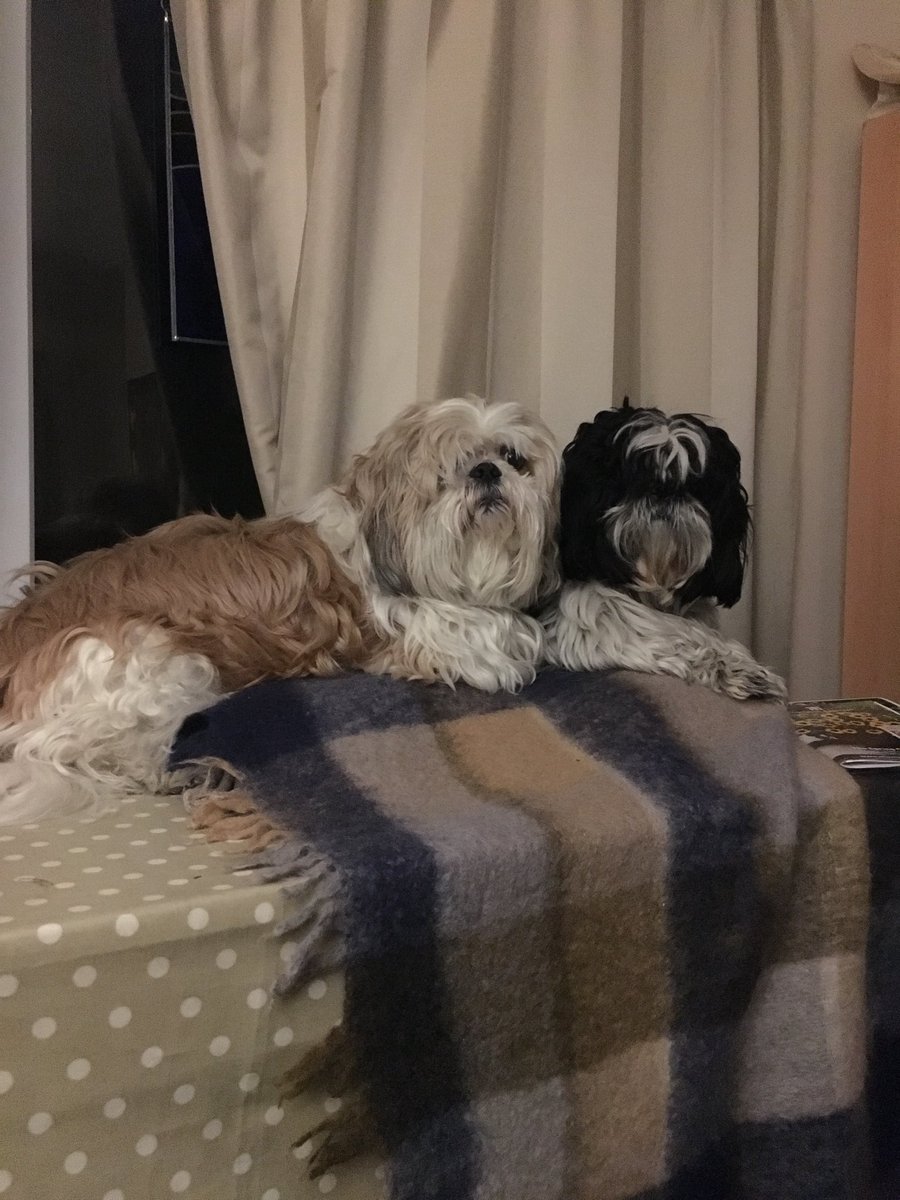 Flash the Shih Tzu tweet media