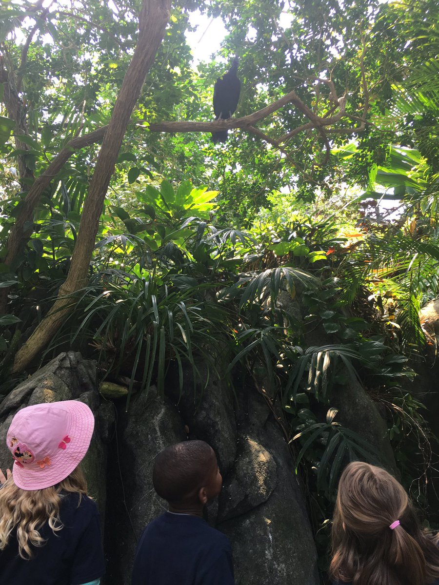 Fabulous day for the zoo! <a href="/ConnMagnet/">Conn Magnet Elementary</a> @lnschaffhauser