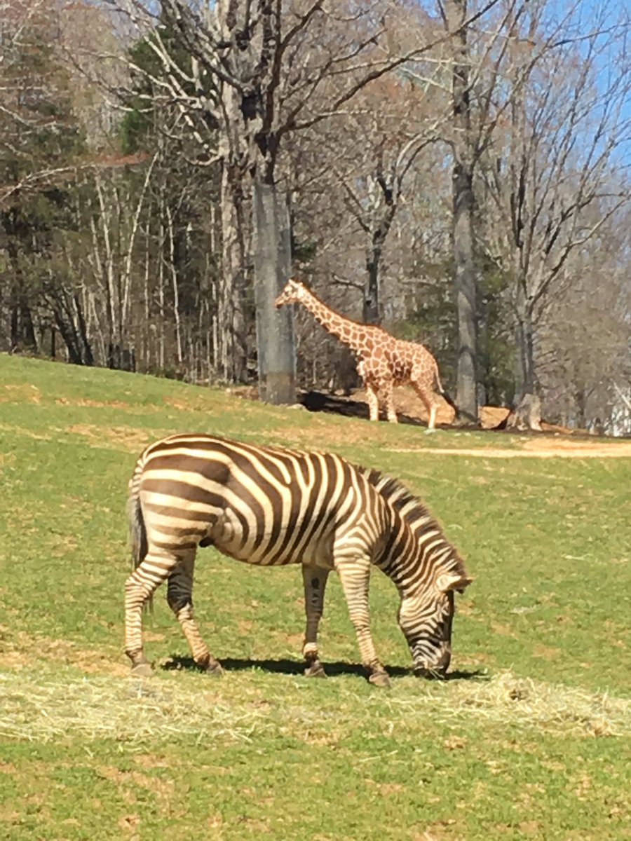 hildreth1st's tweet photo. Fabulous day for the zoo! @ConnMagnet @lnschaffhauser https://t.co/Z7a3TyEmRP