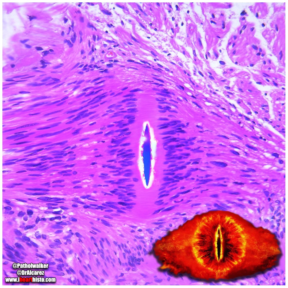 I Heart Histo tweet media