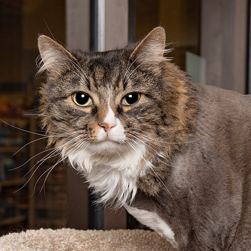 Pepper: I am such a lover! I could stand to lose some weight, but I am a lap kitty and very sweet. Everyone here at the 100 Oaks PetSmart has fallen in love with me. #cats #kittens #AdoptDontShop