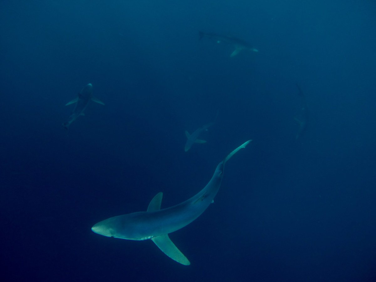 Any of our UK friends wondering when you might next get your 'shark fix' should have a look at celticdeep.org Our co-founder Rich is heading offshore and looking for people to join!