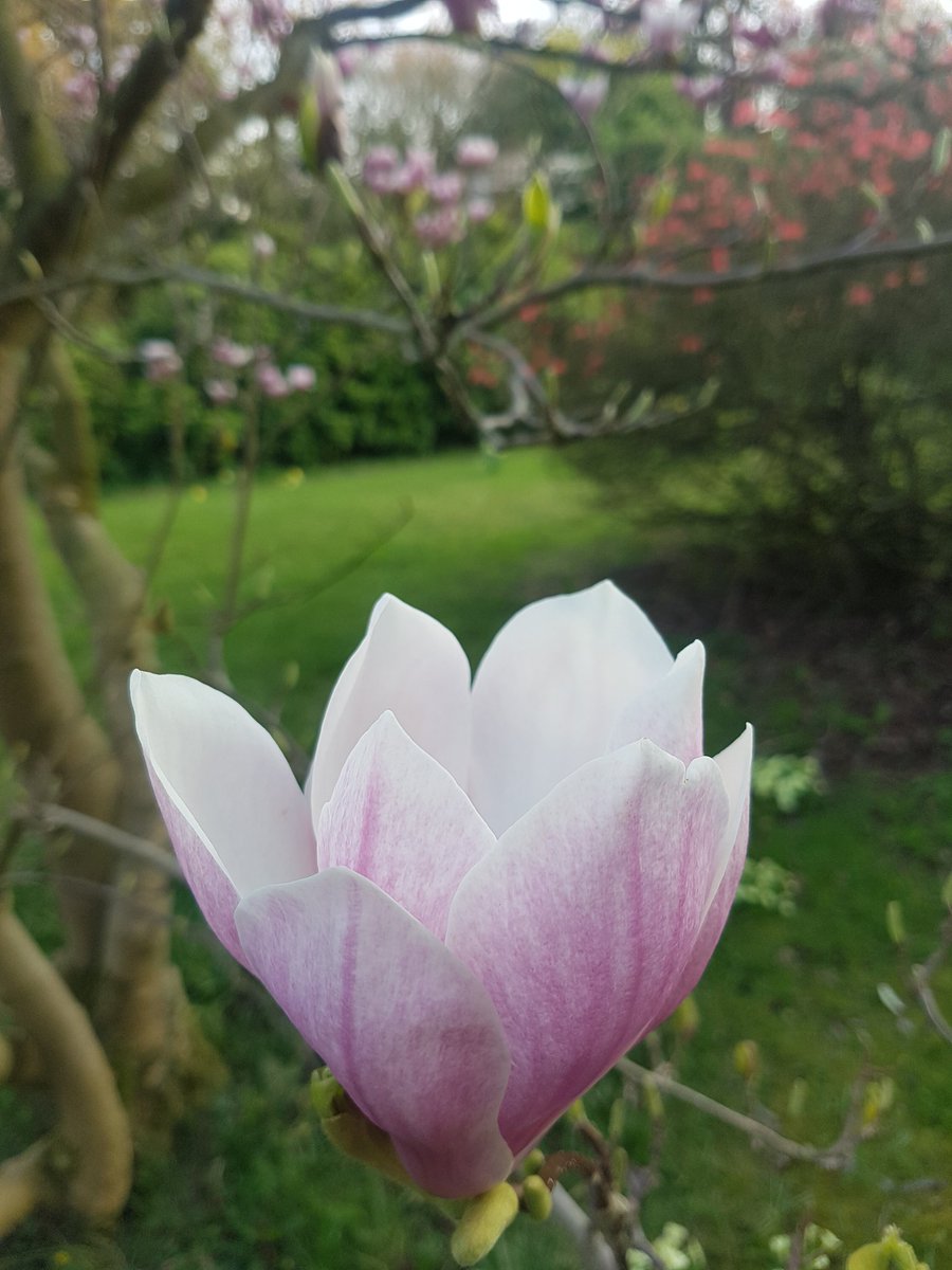 CrisDext's tweet photo. @kgimson They are wonderful. The one near the courtyard is past its best, but plenty more further down. Didn't have a good light for more photos https://t.co/jnZYDv86Je