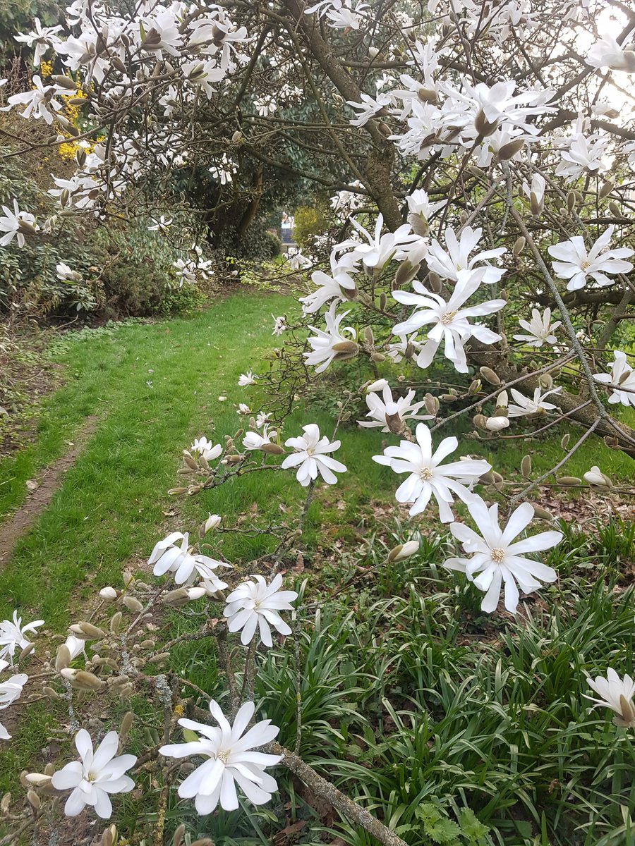 CrisDext's tweet photo. @kgimson They are wonderful. The one near the courtyard is past its best, but plenty more further down. Didn't have a good light for more photos https://t.co/jnZYDv86Je