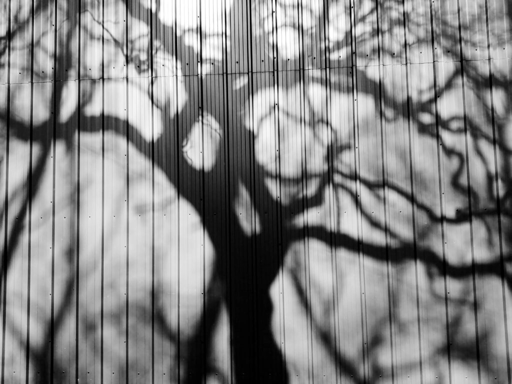 PrimaryTreeSurg's tweet photo. Out surveying for Tree Health Assessment Reports. The sunshine seems to have brought out our arty side...😳🤣 #trees #shadowtrees #treesurveying #weloveourjob https://t.co/BukLteVgLV