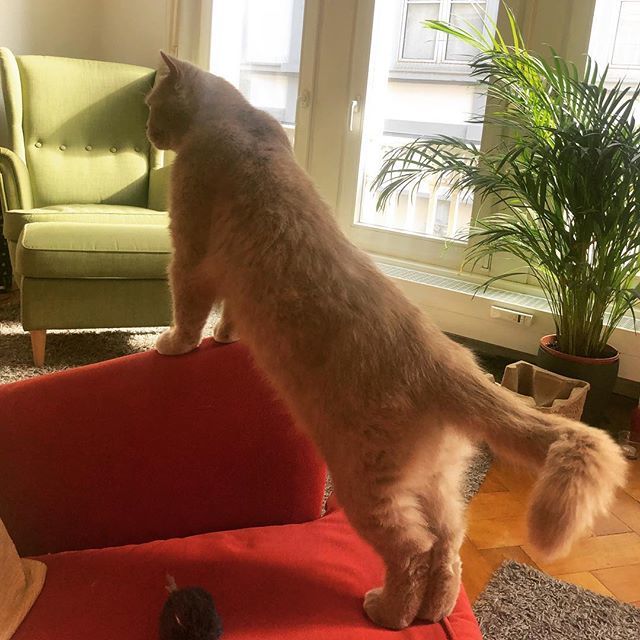 finjabella's tweet photo. Whatโs up over there? ๐ง
.
.
.
#stubentiger #entdeckerin #cozy #britishkurzhaaraufinstagram #bsh #bshlover #wohnungserkundung #bestcatpicture #catsagram #cat https://t.co/iYNtz2jSpF