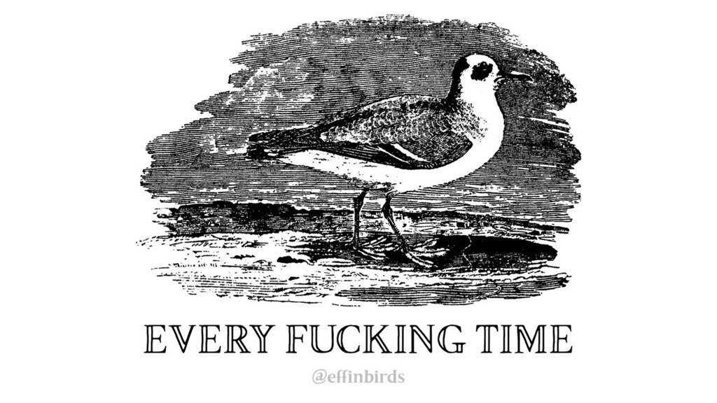 Effin' Birds (@effinbirds) on Twitter photo 