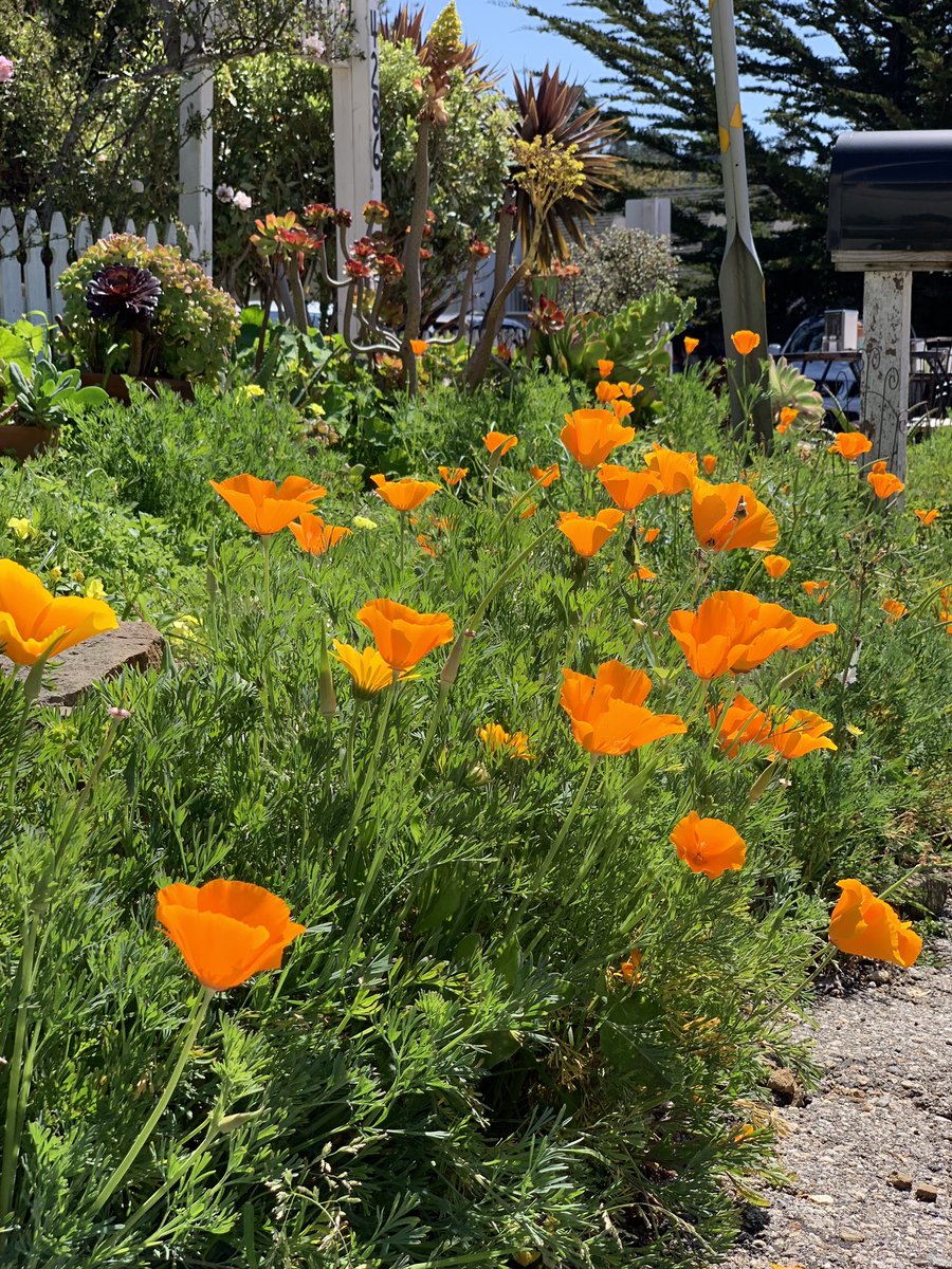 cafeonbridgest's tweet photo. Happy (almost) Friday!! 😎 The sun is out and the poppies are blooming. 🌻 Come join us for lunch! #FridayJr https://t.co/AWoawYzlpY
