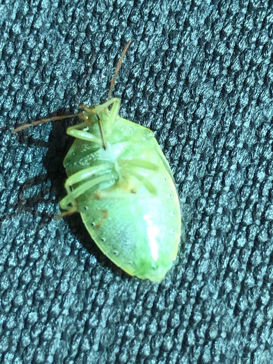 guslor77's tweet photo. Out surveying for Redbanded Stink Bug near Lake Chicot. Look what I found today in white clover....only  one but certainly not a good sign. We’ll keep looking. https://t.co/gvDkczEyQI