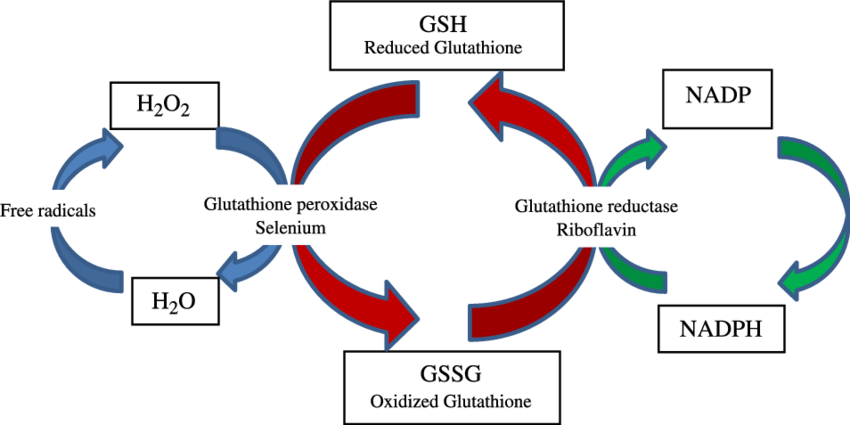 BBeautifulskin's tweet photo. Glutathione is a powerful antioxidant that can have wonderful benefits. Call us to schedule an appointment at 316-201-1205. https://t.co/GnuREOIFxQ