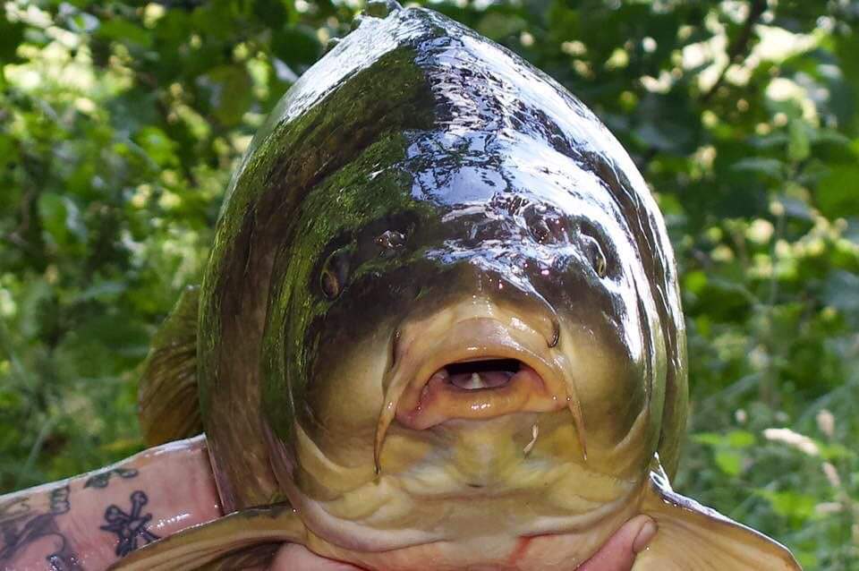 SolarCarp's tweet image. The mouth of an unknown 40...
Cherry baits 🍒 KMT