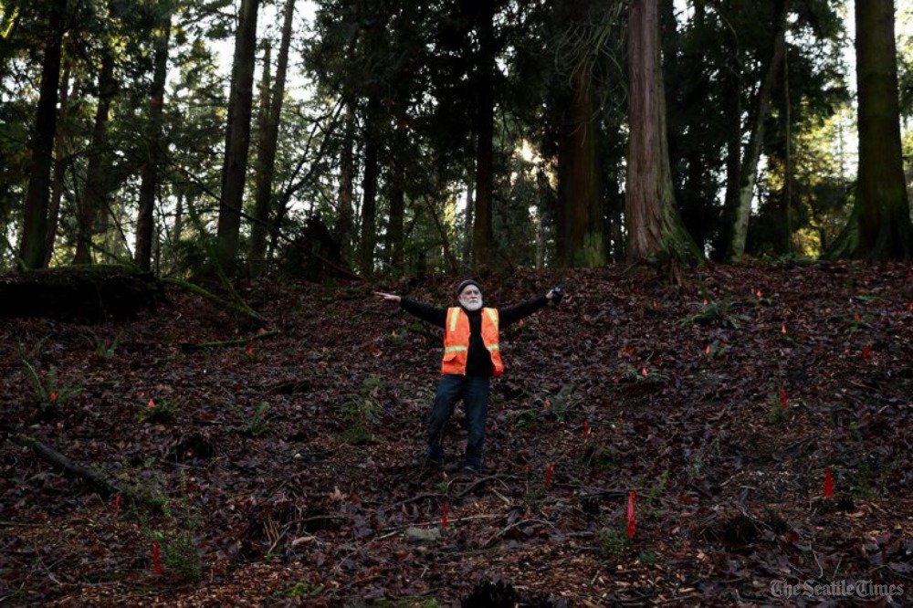 SandiDoughton's tweet photo. The Case of the Vanishing Ferns: Science sleuths from @greenseattle @UWEnvironment, @WSUNews, @ISBUSA try to crack the case of #Seattle's dying sword ferns. https://t.co/hDwNWa3mMq @seattletimes https://t.co/7z4rBrfrha