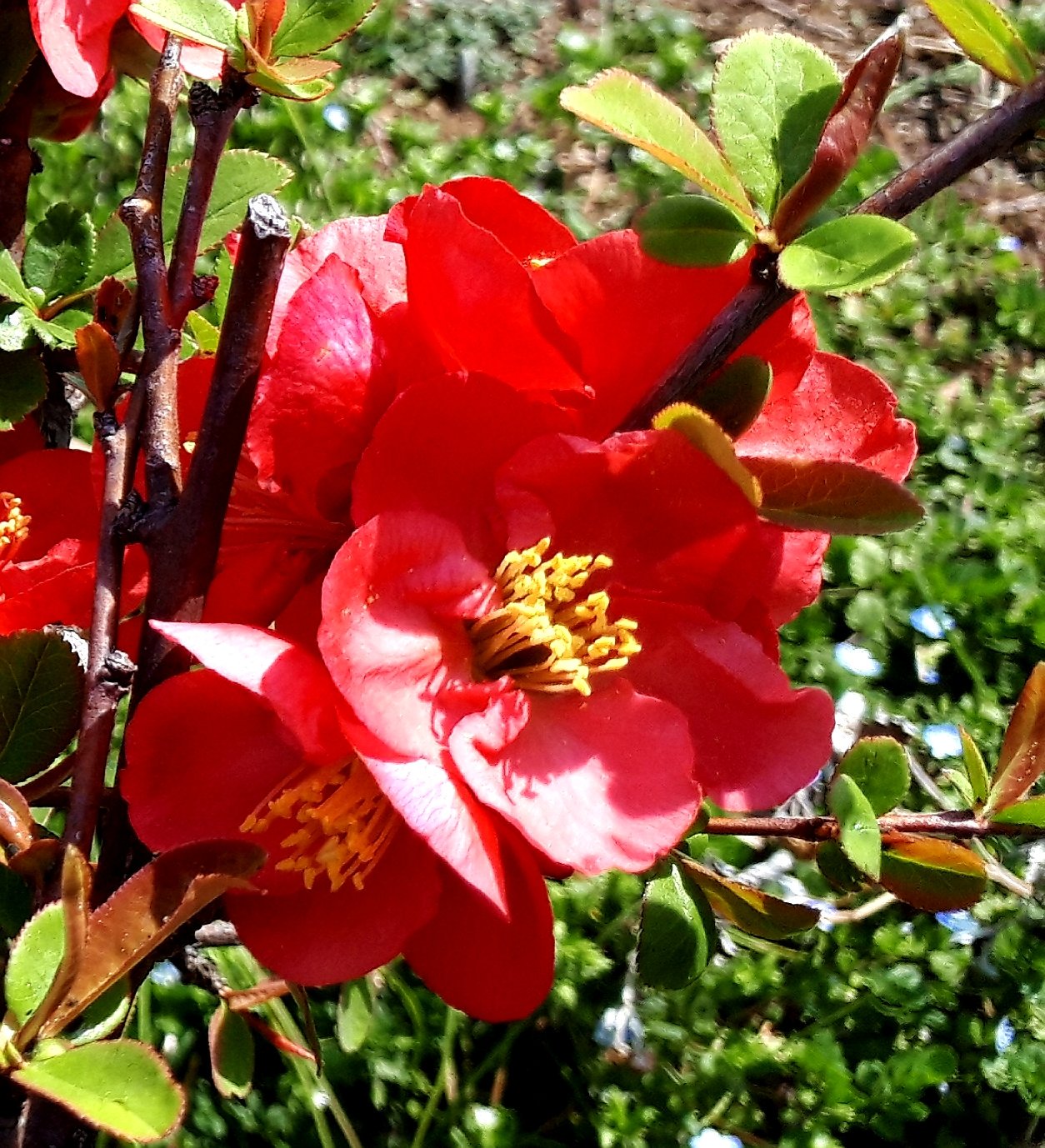木瓜の花言葉 Twitter Search Twitter