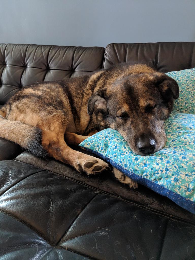 PeanutPaws1's tweet photo. Someone's tuckered out. #dogs #cute #aww #puppies #doglovers #puppy #dog https://t.co/OBrML5J5HL