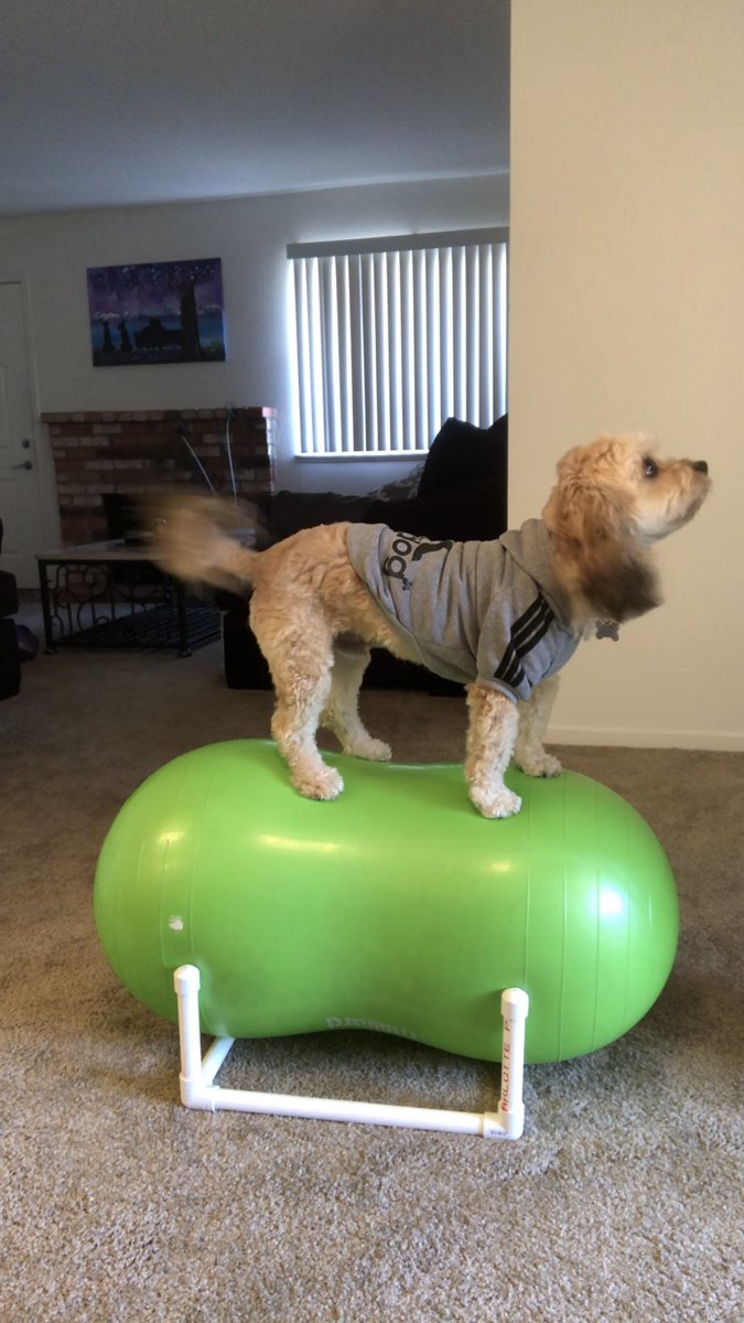 AnimalMindsBT's tweet photo. Max is dressed for his Canine Conditioning Class with Terra 😀 https://t.co/JwqSmBoGrw