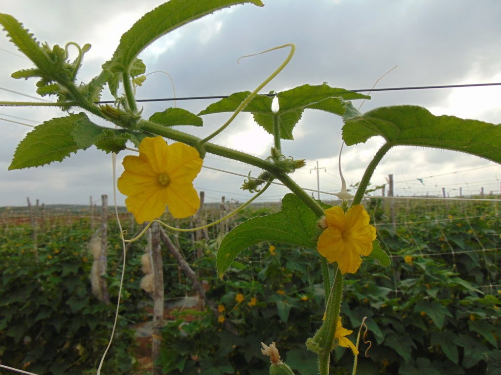 SouthernValley's tweet photo. Our cucumber vines climbing the net and hanging on for dear life. 

#onefarmthreelocations #southernallyearlong #familyownedfamilygrown #yucatan https://t.co/TYSCF12WMe