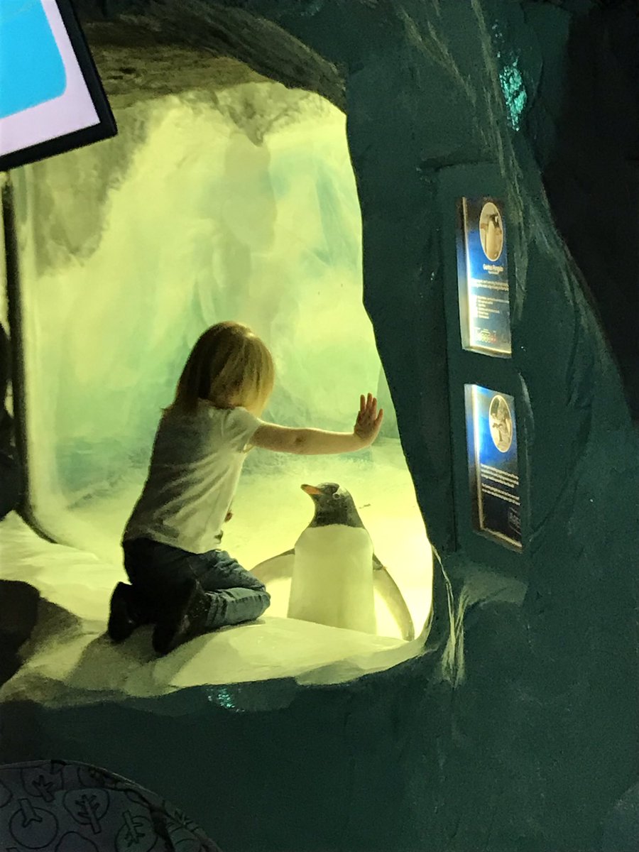 MrsNBarber's tweet photo. Love working a 4 day week! Allows me to have a great #WorkLifeBalance Today I got to take my little girl to @sealifebham She loved the penguins 🐧 turtles 🐢 & touching the starfish. We’ll be back again soon to use our #freeticket too. #familyfun #experiencesforlife #seeyousoon https://t.co/jH3ZvfXqEm