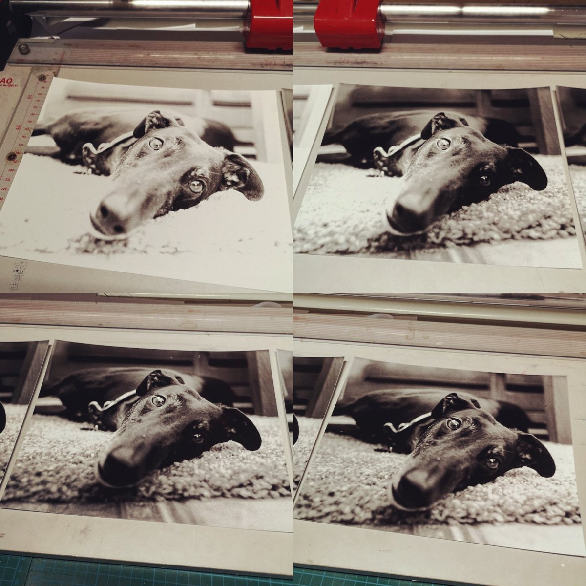 wolvcollphoto's tweet photo. Today in the @wolvcoll #darkroom working on #splitgrade #printing along with #dodging and #burning #techniques @ualawardingbody #students and @ilfordphoto #hp5plus #negatives #chemistry and #paper ...... Good times :) https://t.co/A4cyjBtaFh