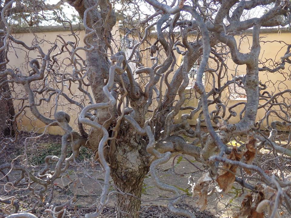 shojobeatgirl's tweet photo. I love trees with gnarly branches like these. 
#nature #outdoors #naturephotography #trees #photography #naturewalk #gnarly #gnarledtree #dayton #ohio #wegerzyngardens #garden #pagan #shaman https://t.co/Xxy38bQ7fu
