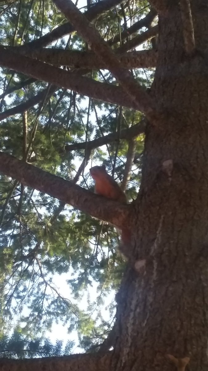 kelseyyar's tweet photo. First hammocking friend of the season came to visit. My noble steed. @squirrels_CMU https://t.co/489NpzOlyX