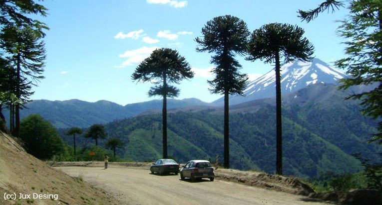 <a href="/TurismoEnChile/">Turismo en Chile</a> <a href="/Sernatur/">Sernatur</a> <a href="/AndresBlakeN/">Andres Ignacio Blake</a> <a href="/Cristi184/">Mª Cristina Silva</a> <a href="/csalasaraucania/">cristiansalassanhuez</a> <a href="/trujogrunge/">Pablo Trujillo</a> <a href="/mpazojedach/">negrafachera</a> <a href="/Alvaritum1/">Alvaro Asecas</a> <a href="/reyesparra83/">Luis Reyes (Araucania)</a> <a href="/NovoaFaby/">Fabiola Jacqueline</a> <a href="/JavieraEscobarY/">Javiera Escobar Y.</a> Hermosas fotos...amo la Patagonia...
pero la primera foto es de la Reserva Malalcahuello Nalcas en la #Araucanía Cordillera Las Raíces, de fondo se ve el volcán #Lonquimay por ese mismo camino está el paisaje que aparece en el billete de 2 mil pesos...
