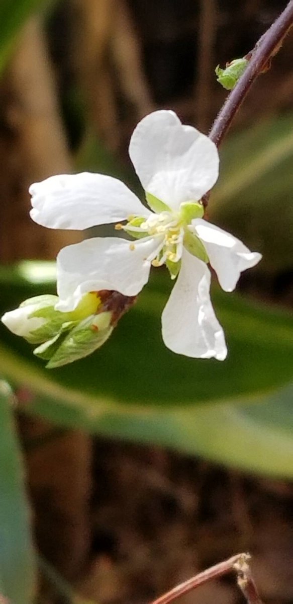 yzbekO's tweet photo. 🌼 ユスラウメ 🌼
庭の梅桃 ♪
花が咲いた ♪♪
実は期待できないみたい ттт
・
#花 #flower
#ユスラウメ
#梅桃 #山桜桃梅
#PrunusTomentosa
#DownyCherry
#Nanking cherry
#バラ科サクラ属
#flowerphoto
#macro https://t.co/DpNUBkIywH