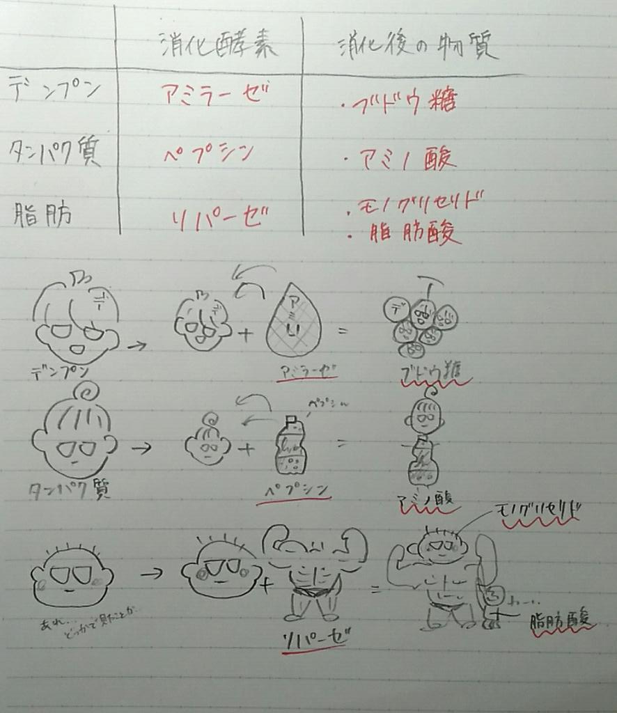 uppppppppss's tweet photo. 理科の消化と吸収の復習しててわかりやすくイラストでまとめたら、カオスになった笑 https://t.co/k1yv0blzuo