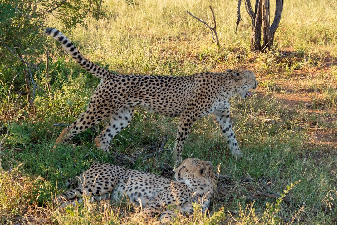 Stretchy cat! 😀😀

#cheetah #bigcats #madikwe #southafrica