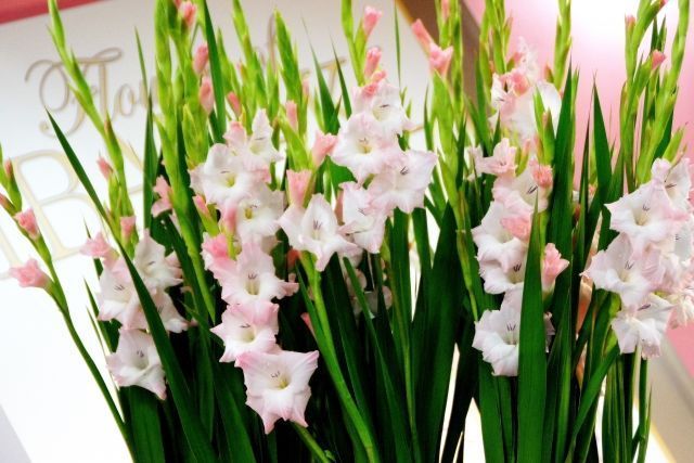アルビオン Albion 公式 おはようございます 今日の誕生花は ピンクのグラジオラス 花 言葉は ひたむきな愛 です 古代ヨーロッパにおいて 恋人同士が待ち合わせの際花の数で時間をしるしていたことからきているとも 素敵な待ち合わせのしるし