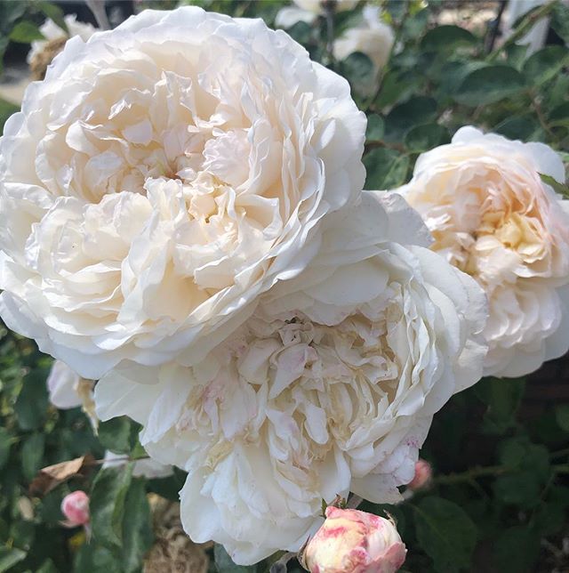 TheVspotBlog's tweet photo. I love that these roses in our yard look like peonies. And I totally pretend that they are. 😍🌹❤️
.
#roses #icebergroses #springishere #gardens https://t.co/9q5wJG8MQF https://t.co/uZCmQkzL6q
