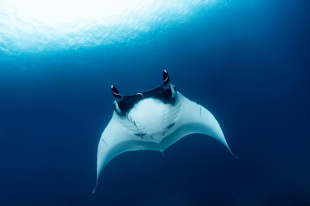 SimilanDiving's tweet photo. #OceanicManta at #KohTachai #Thailand
๐ณ๏ธ aboard #SimilanExplorer in Mar.2019 (SE27)
๐ธ by Krzysztof Bargiel
#GiantManta #MantaBirostris #manta #mantaray #dive4life #SimilanDivingSafaris
#Similan #KhaoLak #AndamanSea
#scuba #diving #liveaboard #wildlife #marinelife #nature https://t.co/7KO6KaKaDA
