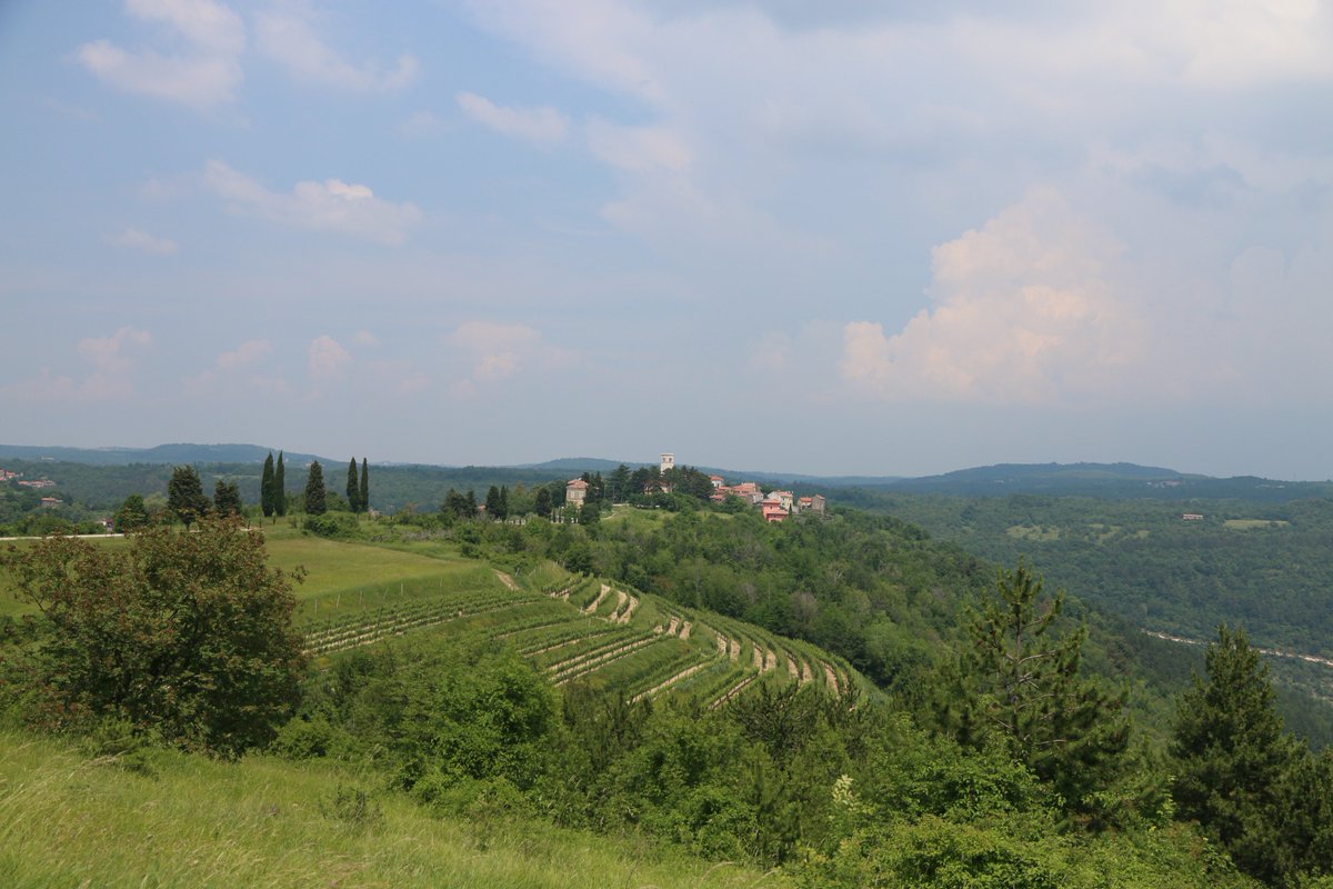 Celeste Mitchell tweet media